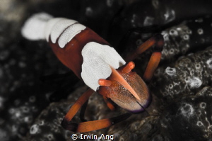 I M P E R A T O R
Emperor shrimp (Periclimenes imperator... by Irwin Ang 